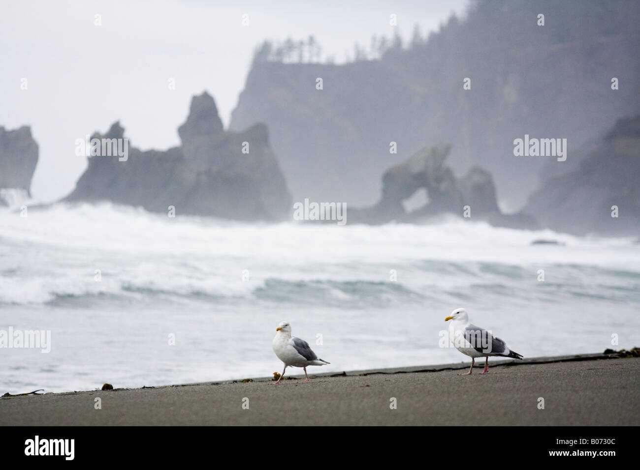 Two seagulls walk together, with jagged sea stacks in the background, along Shi Shi Beach, Olympic National Park, Washington. Stock Photo