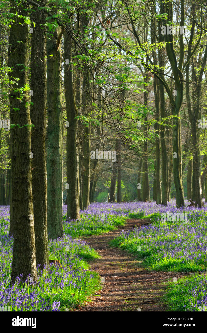 Dockey Wood, Ashridge estate Hertfordshire England Stock Photo