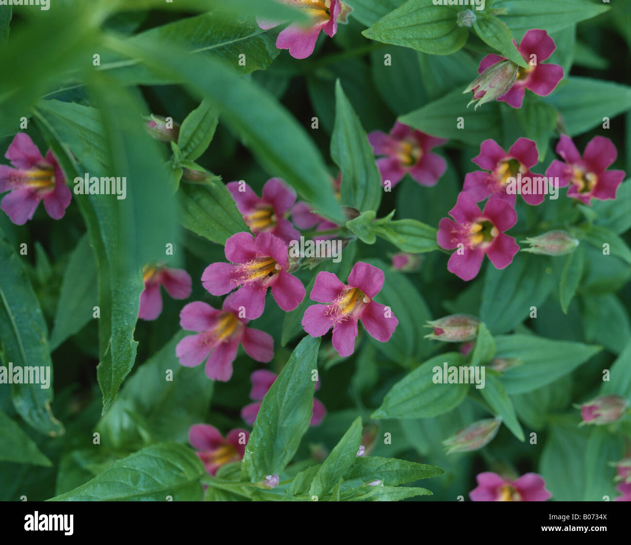Red Monkey Flowers Stock Photo Alamy