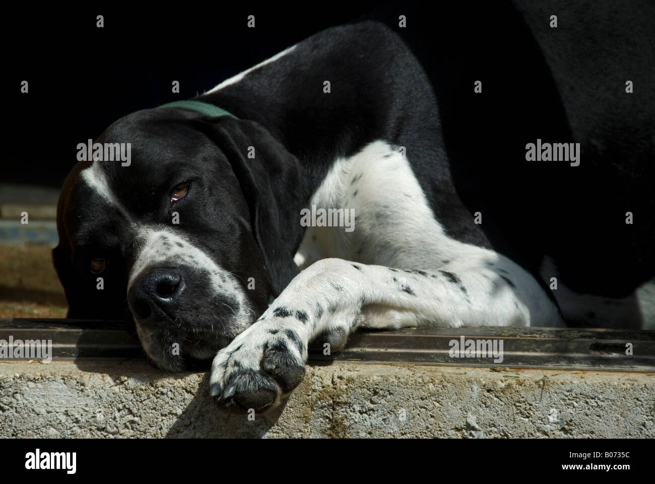 Stock photo of an English Pointer resting on a step in an open doorway Stock Photo