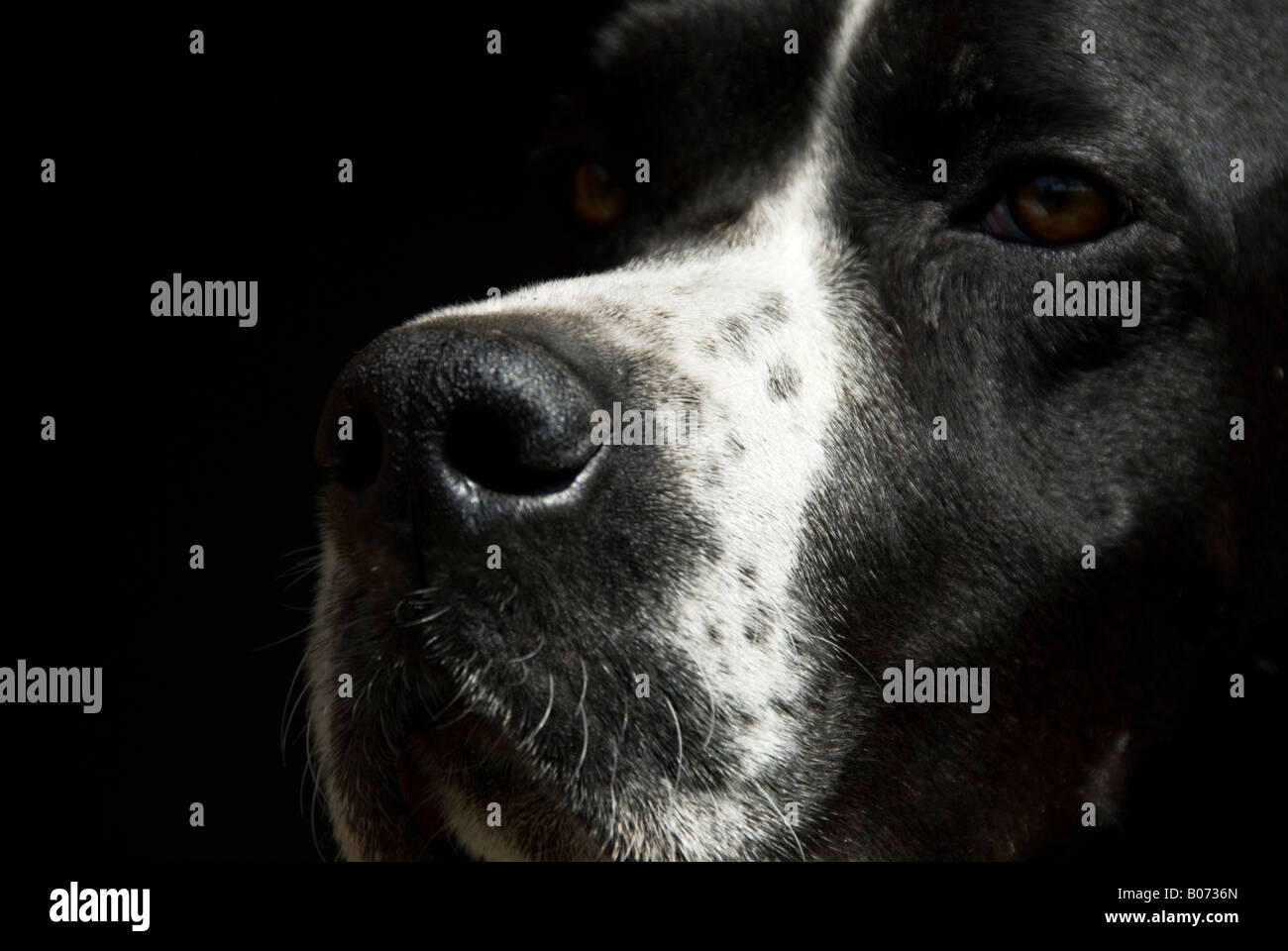 Stock photo of a close up shot of an English Pointer dogs head Stock Photo