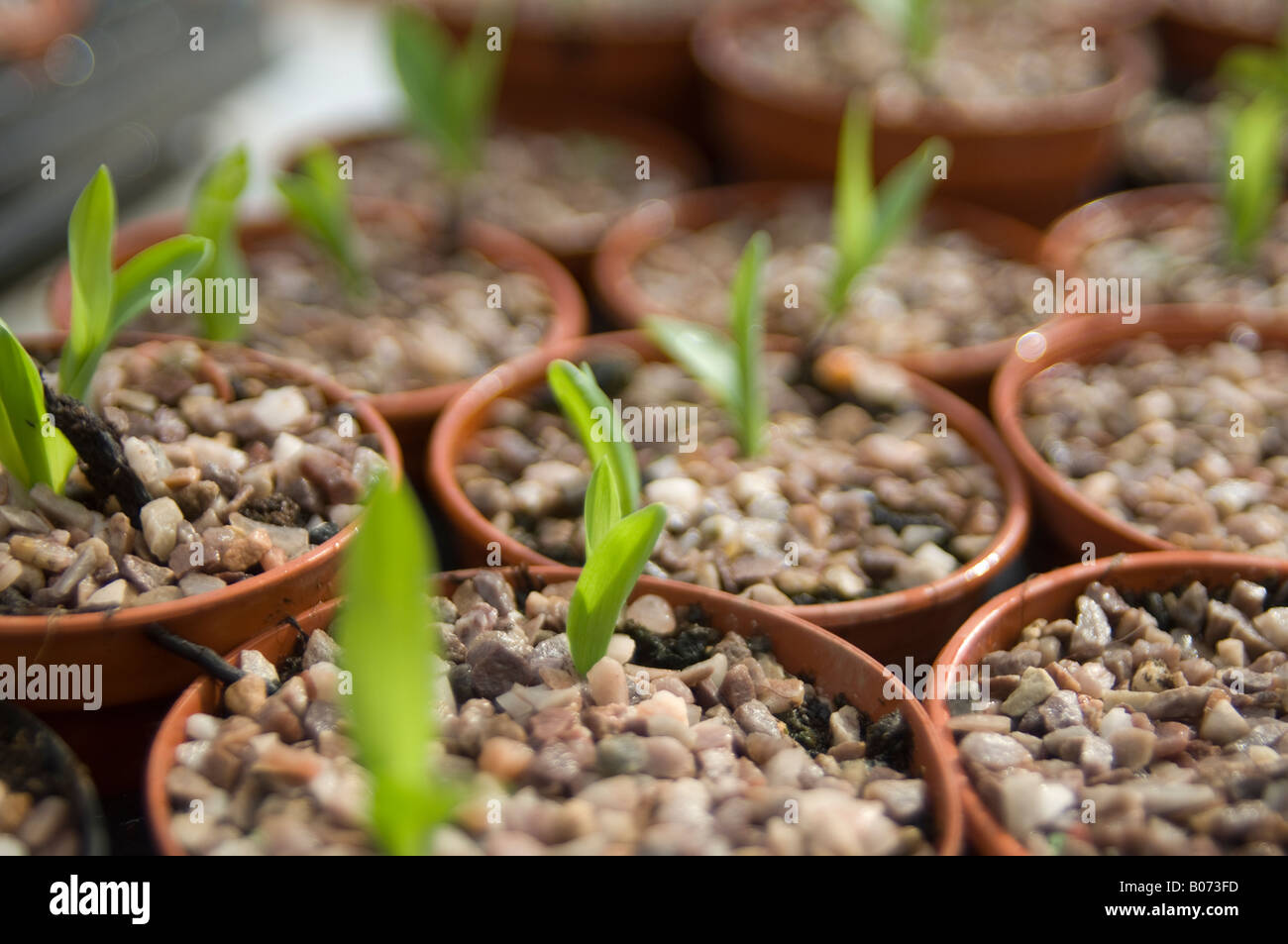 Rows of sweetcorn plant seedlings growing in plant pots in glasshouse Stock Photo