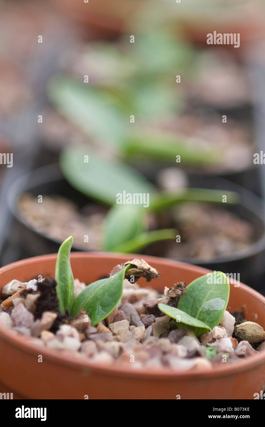 Row of courgette plants growing in plant pots in glasshouse Stock Photo