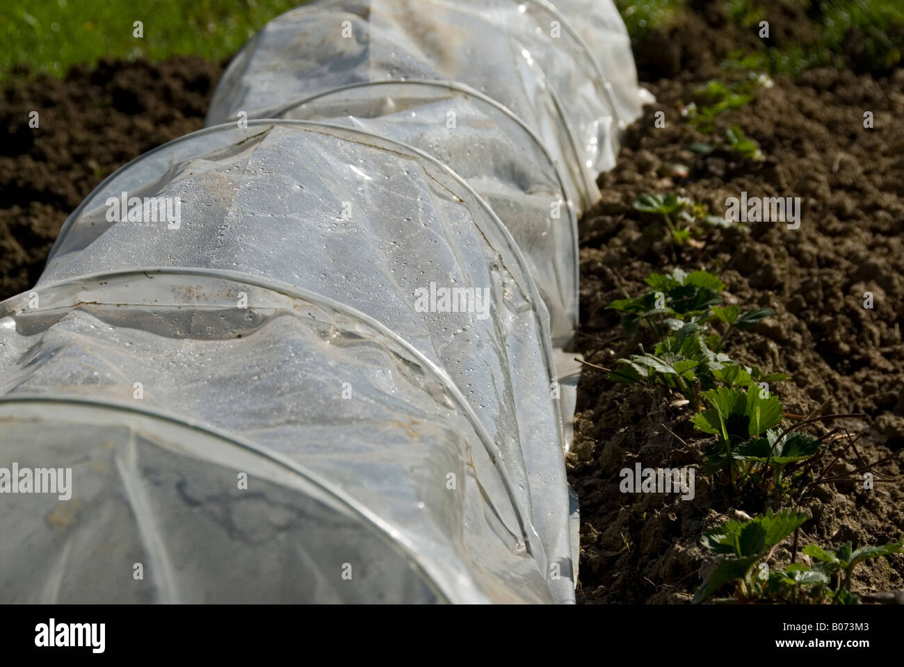 Stock photo of a small plastic polytunnel being used to warm the soil