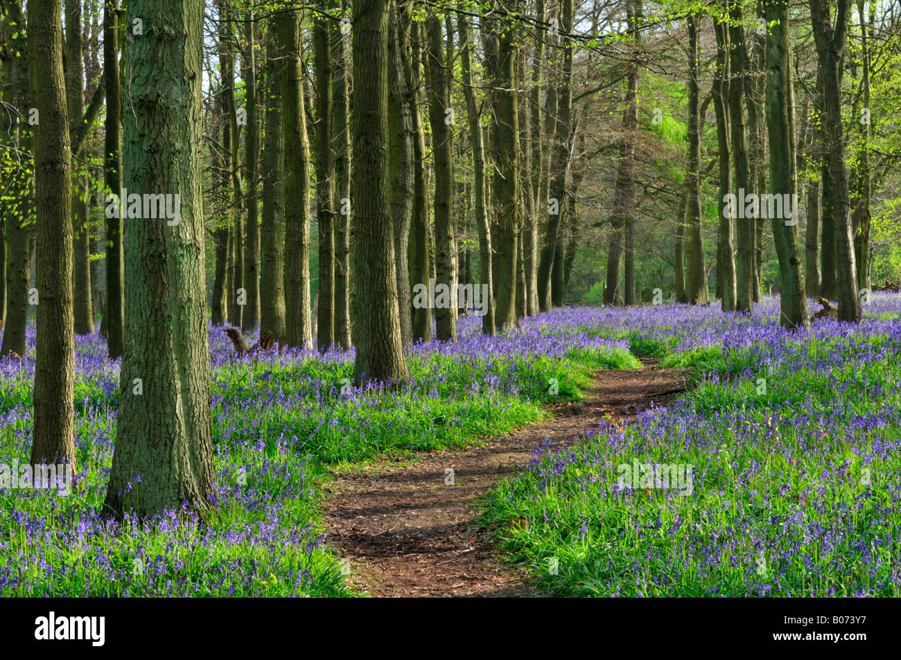 Dockey Wood,  Hertfordshire England Stock Photo