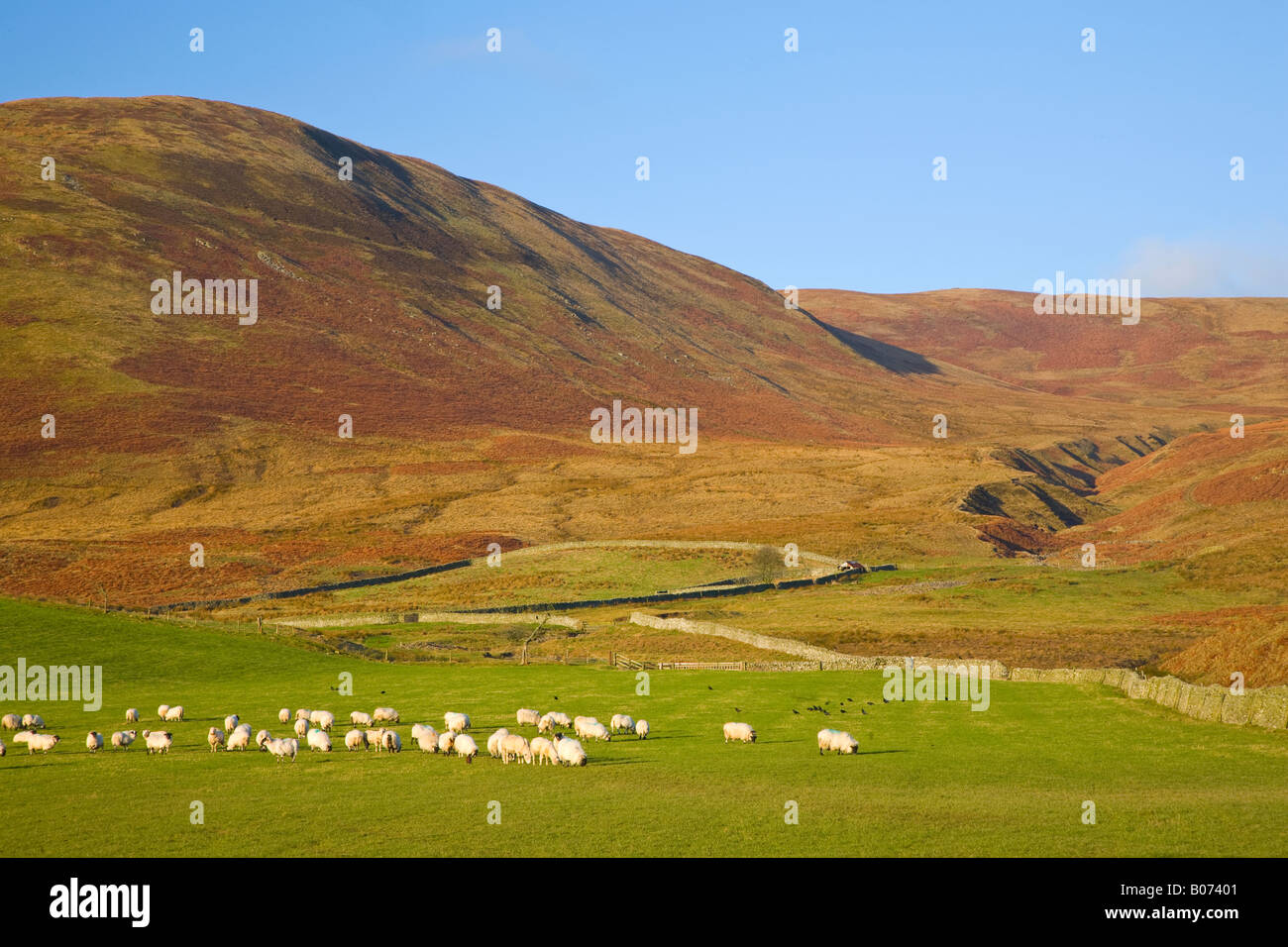 Scotland scottish borders ettrick valley hires stock photography and