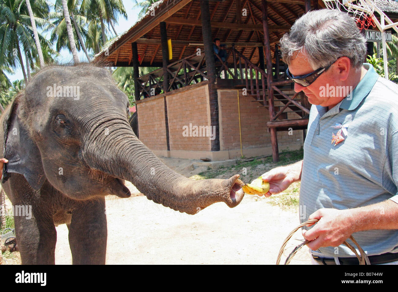 Feeding baby elephant Stock Photo