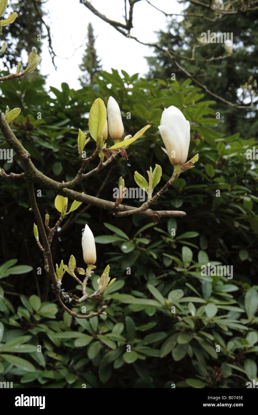 White Magnolia buds Stock Photo - Alamy