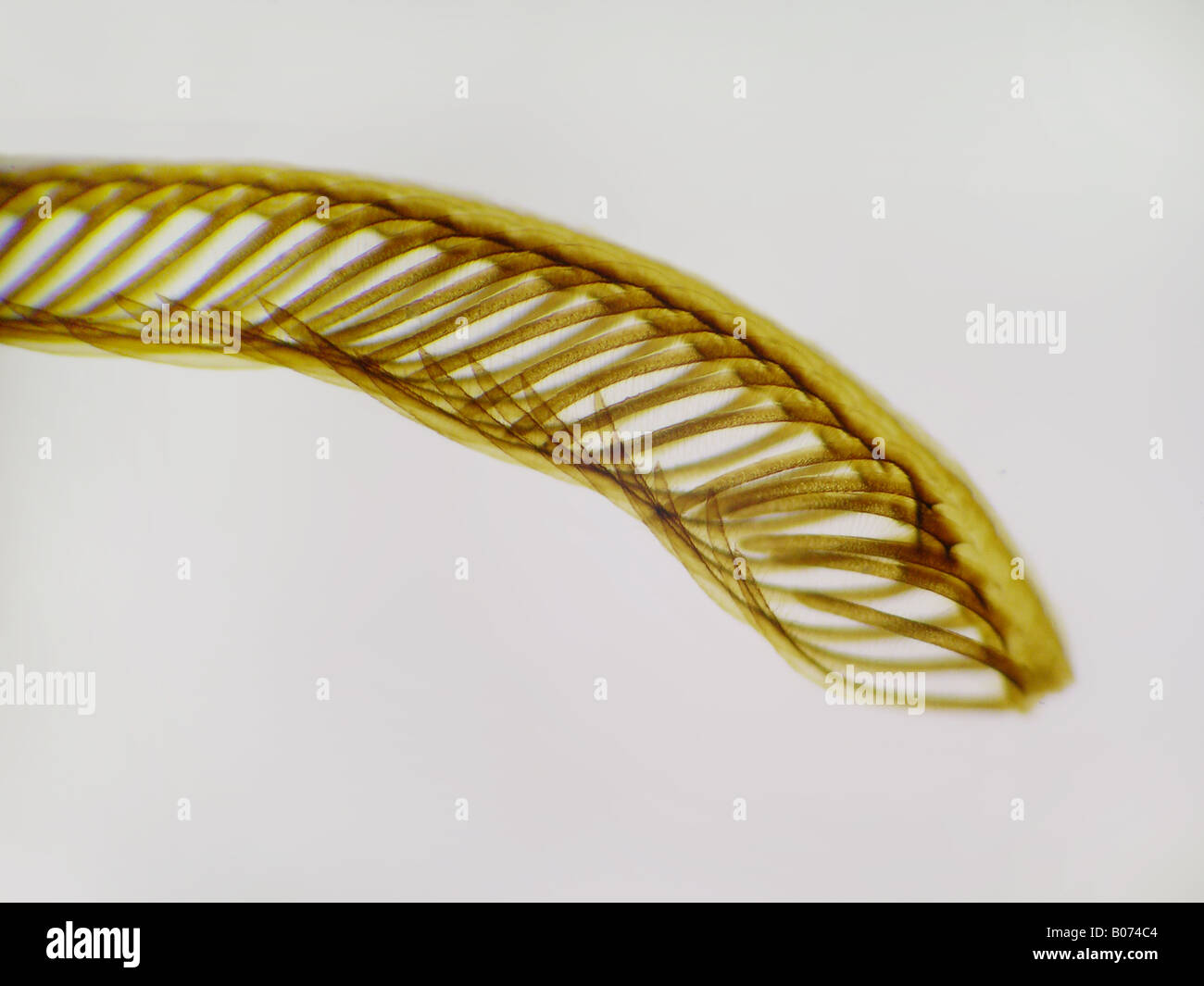 silkworm moth antenna Bombyx LP N6142 Stock Photo