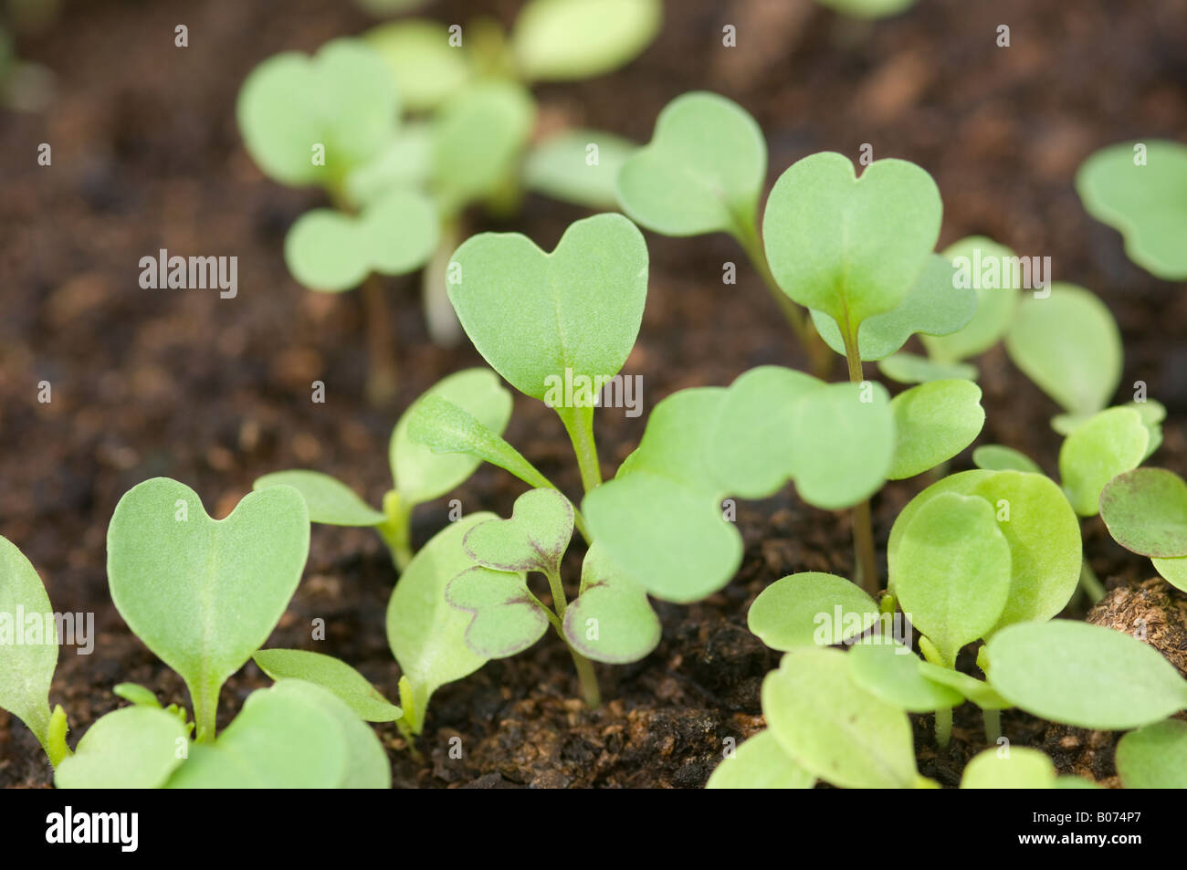 Young mixed salad plant seedlings growing in compost Stock Photo Alamy