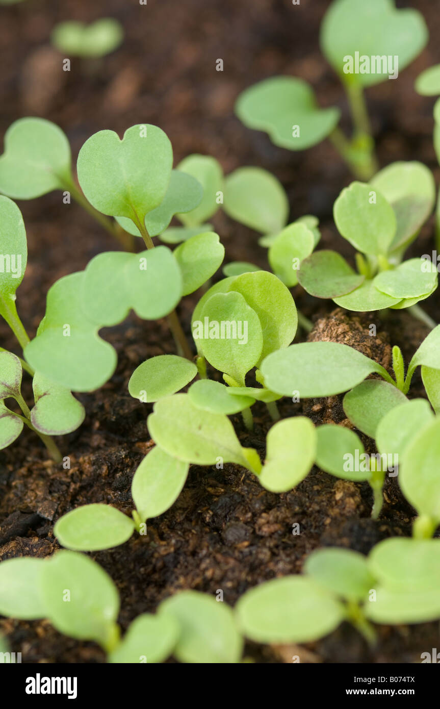 Young mixed salad plant seedlings growing in compost Stock Photo Alamy