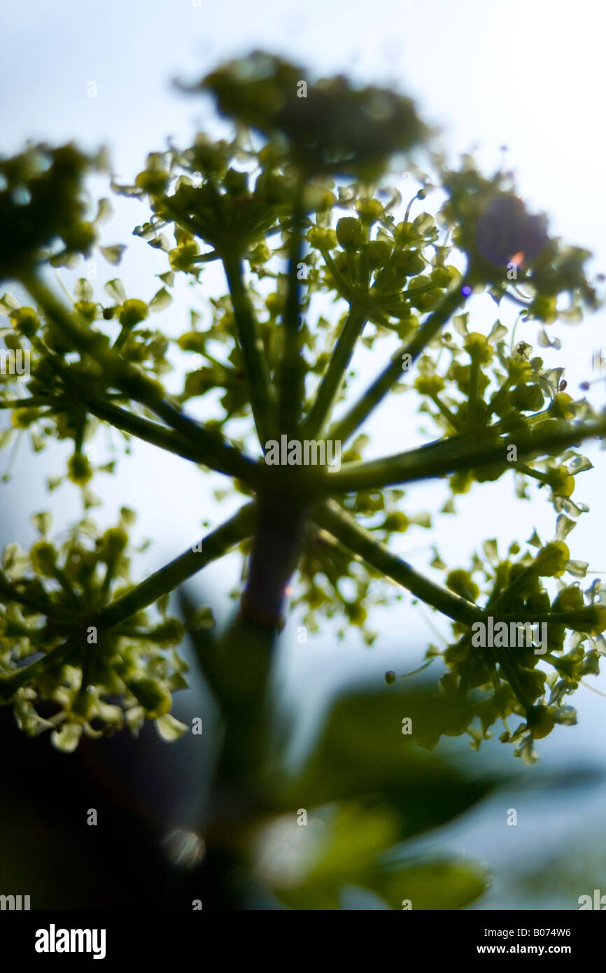 aplaceae smyrnium olusatrum Stock Photo