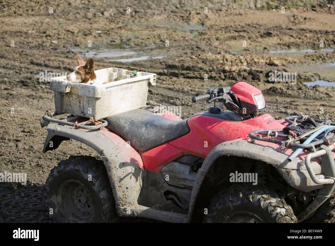 A farm dog sat in a fishing crate on the back of a farmers quad bike on