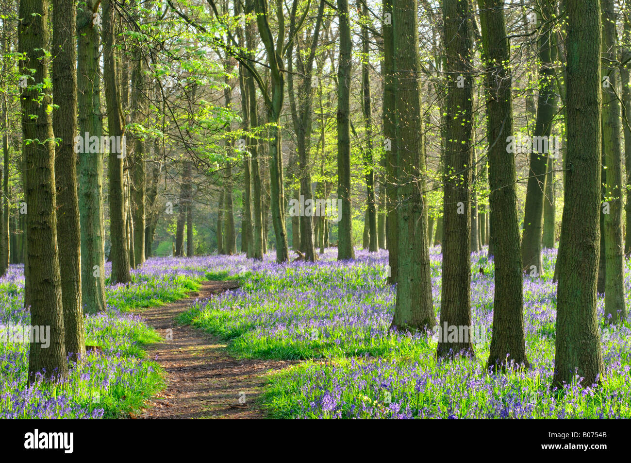 Dockey Wood  Hertfordshire England Stock Photo