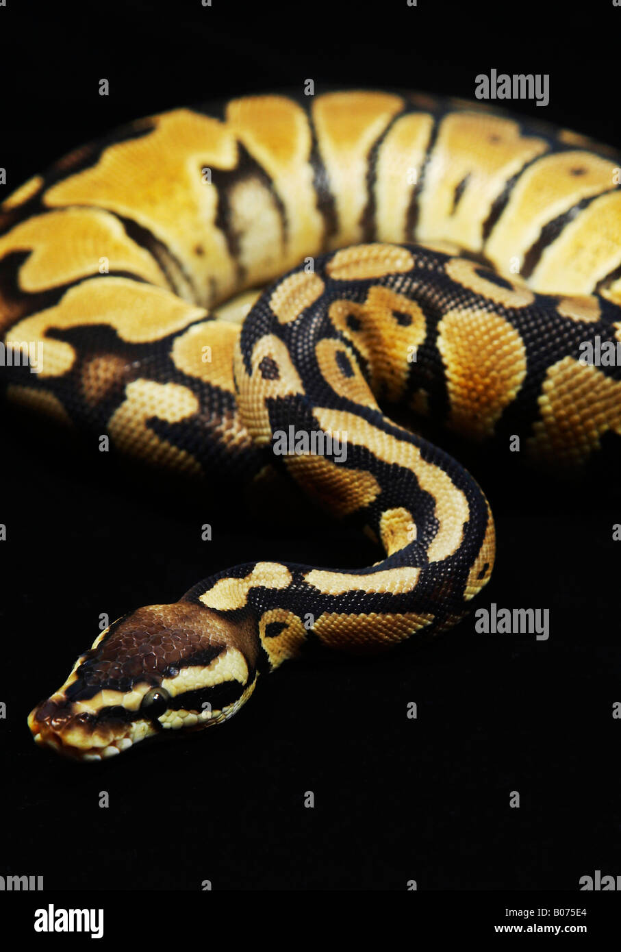 Ball Python Background at Pete Otter blog
