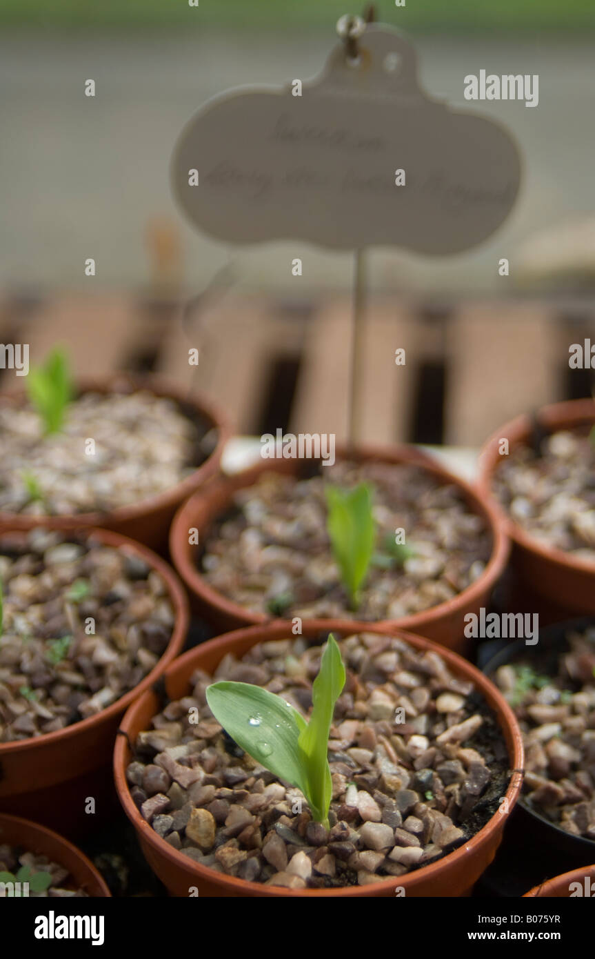 Sweetcorn plant seedlings growing in plant pots in glasshouse Stock Photo