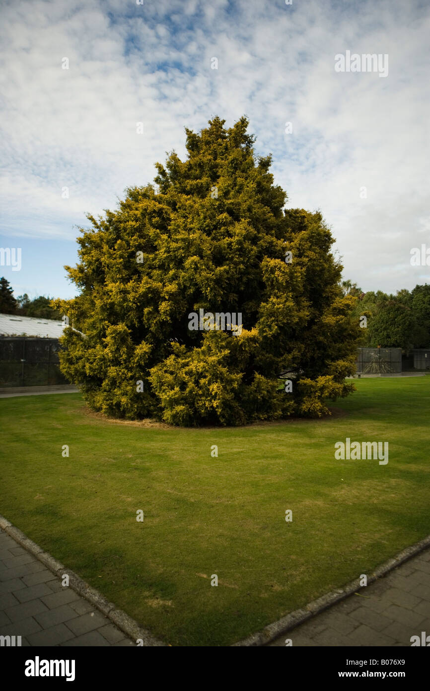 Large single conifer in Victoria Park, Palmerston North, New Zealand Stock Photo