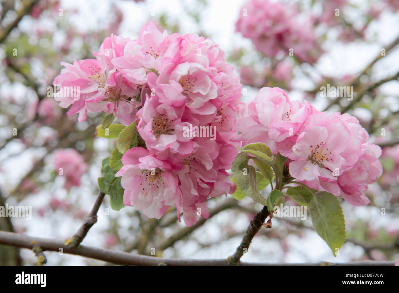 Crab Apple Blossom 'Malus' Stock Photo Alamy