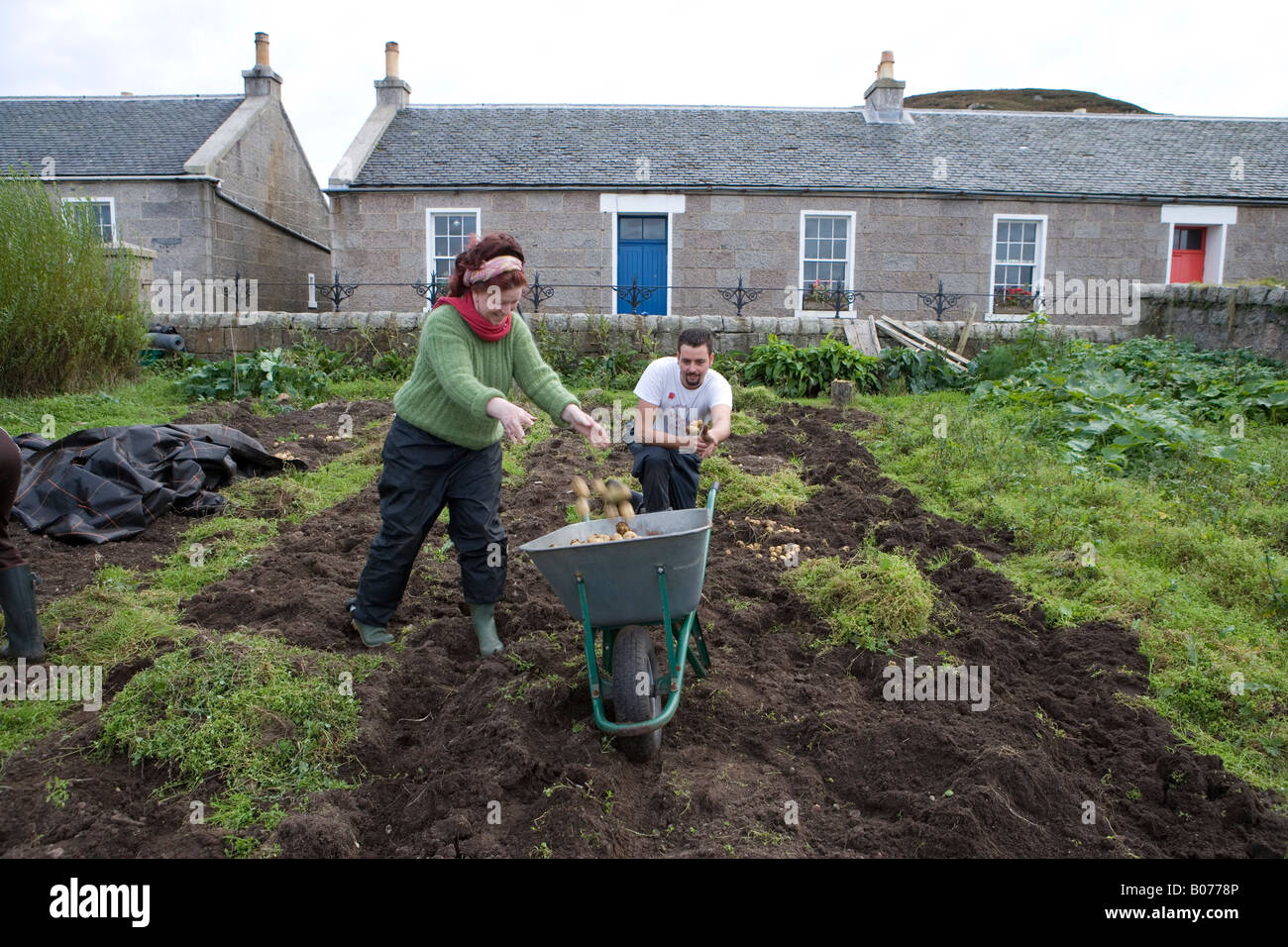 Residents digging potatoes in garden, Erraid, Mull, UK Stock Photo - Alamy