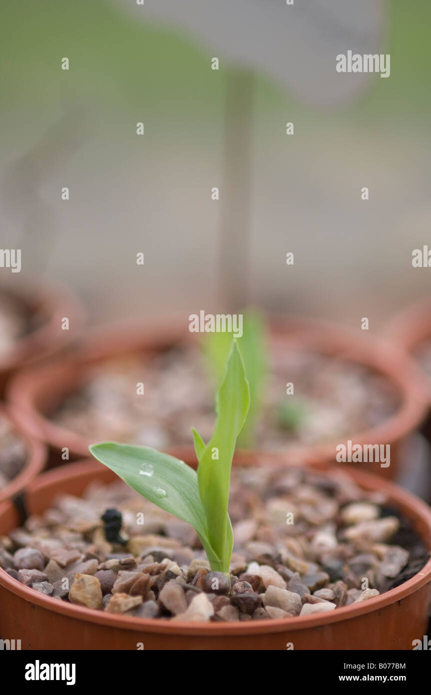 Sweetcorn plant seedlings growing in plant pots in glasshouse Stock