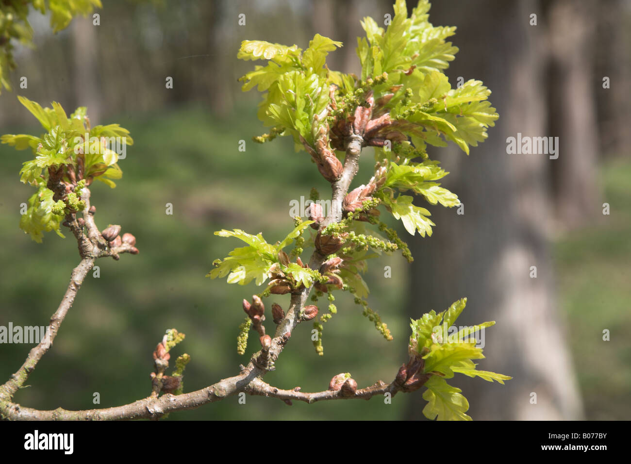 Close up of branch, buds and new leaves on English oak tree Stock Photo