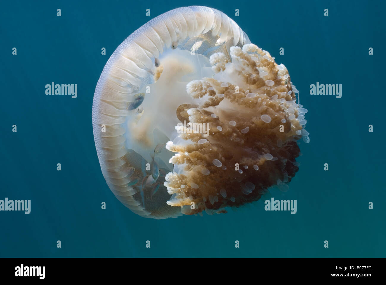 Jellyfish under water Stock Photo