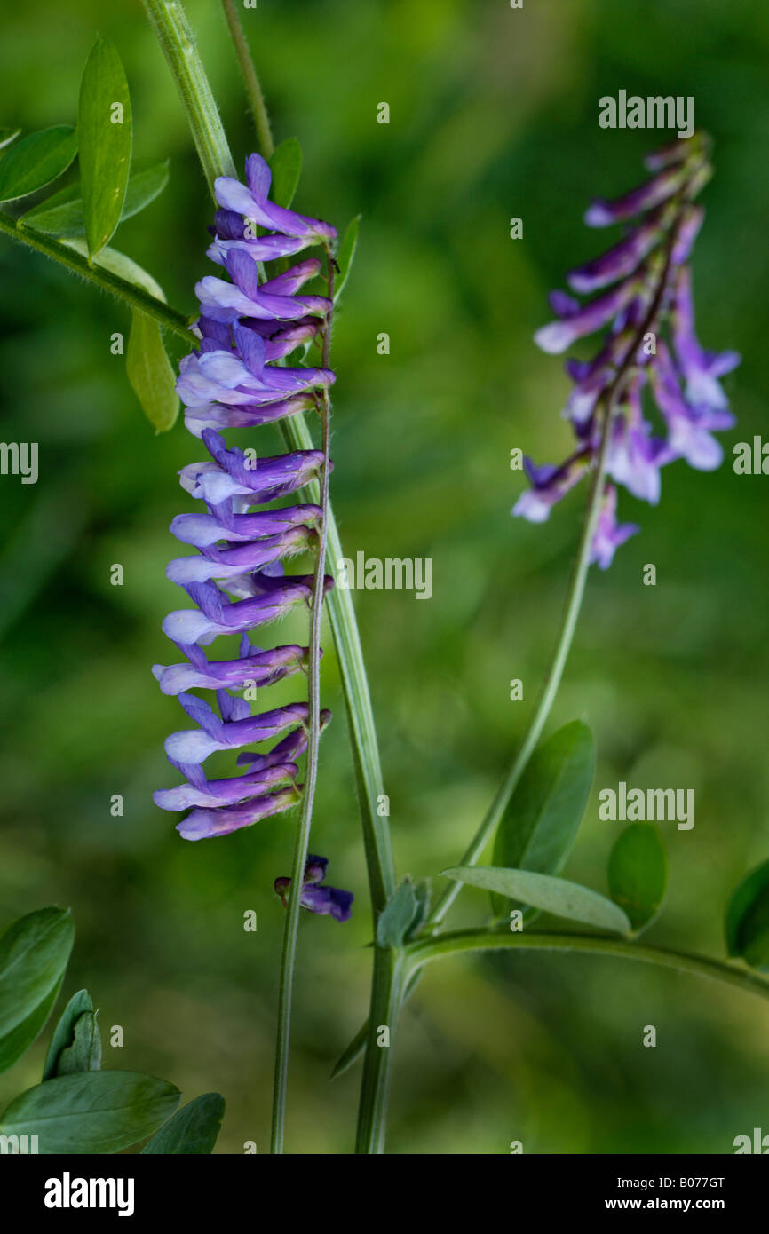 Cow Vetch also called Blue Vetch; Vicia cracca Stock Photo - Alamy