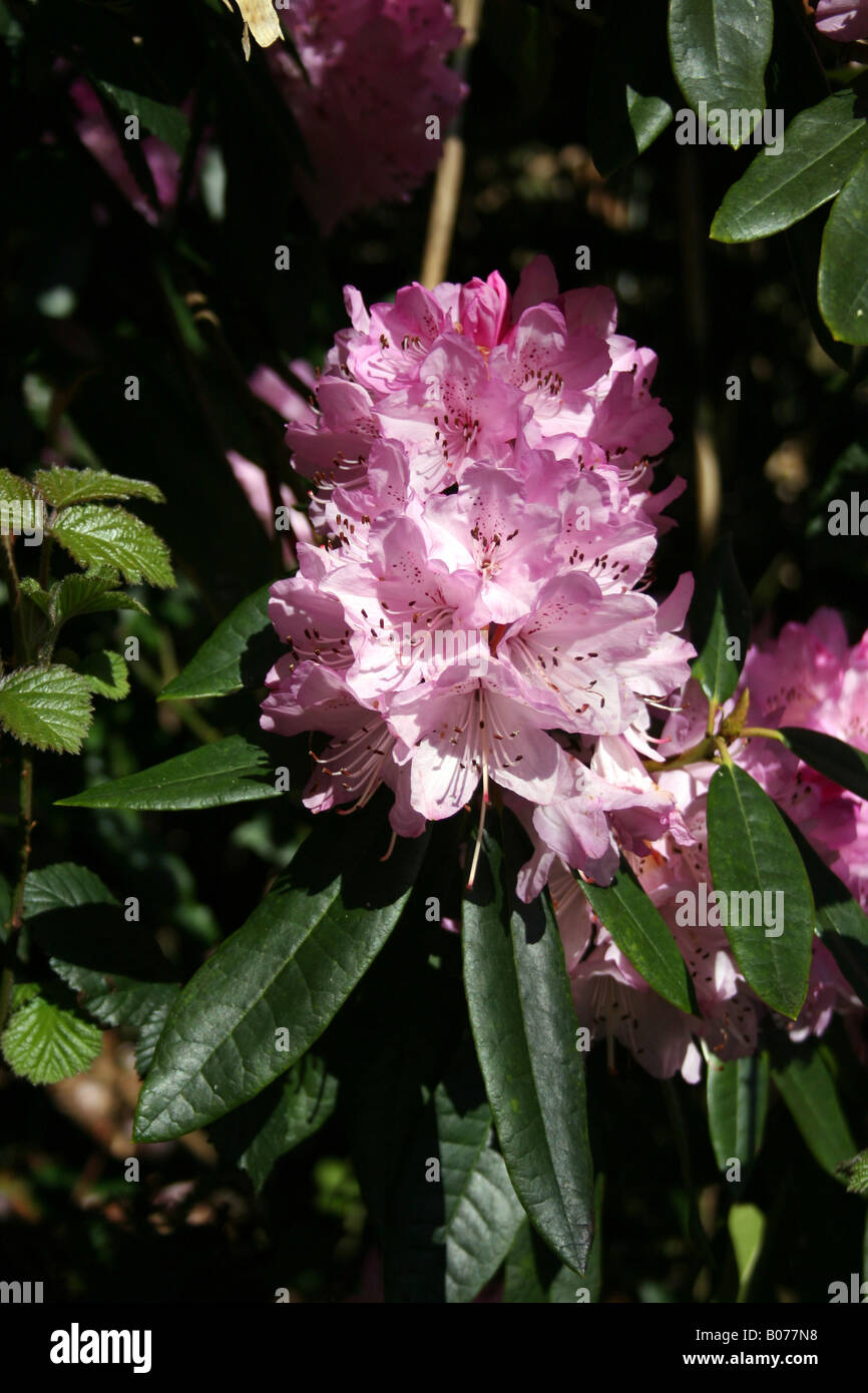 RHODODENDRON CINNAMOMEUM. AZALEA Stock Photo - Alamy