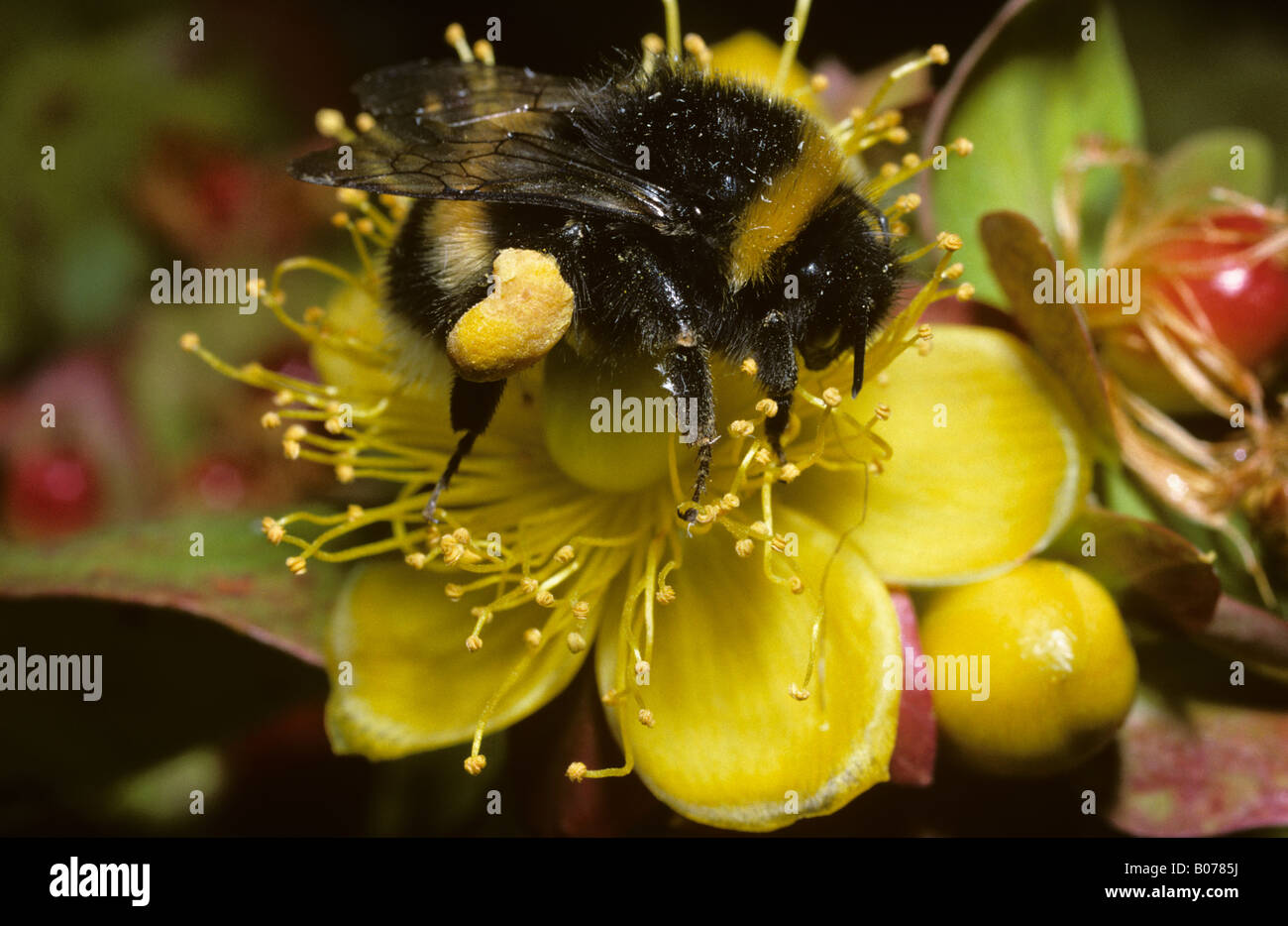 Buff tailed bumble bee Bombus terrestris Apidae worker with well filled pollen baskets foraging on flowers UK Stock Photo