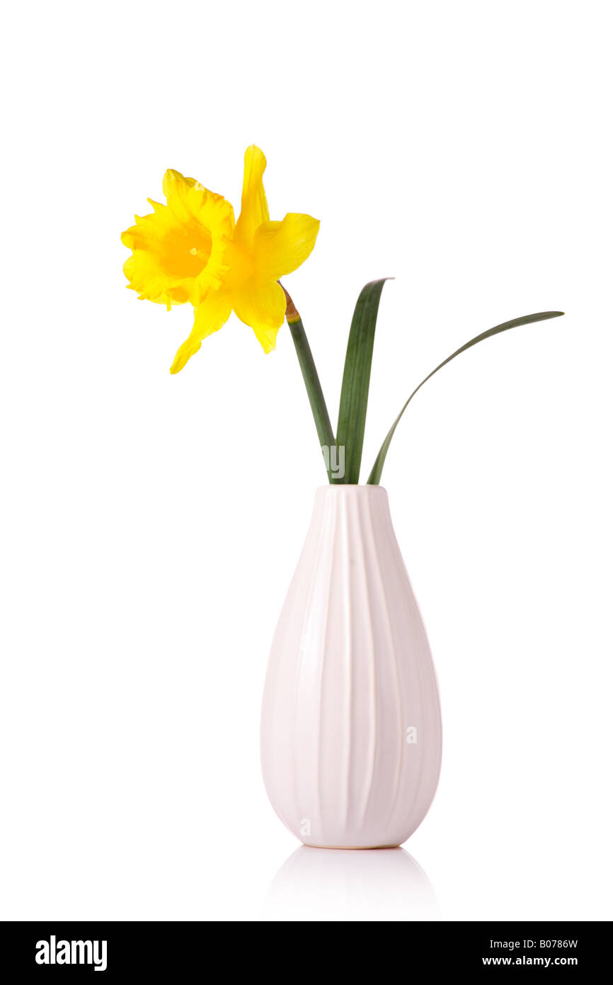 Narcissus flower in a vase Stock Photo Alamy