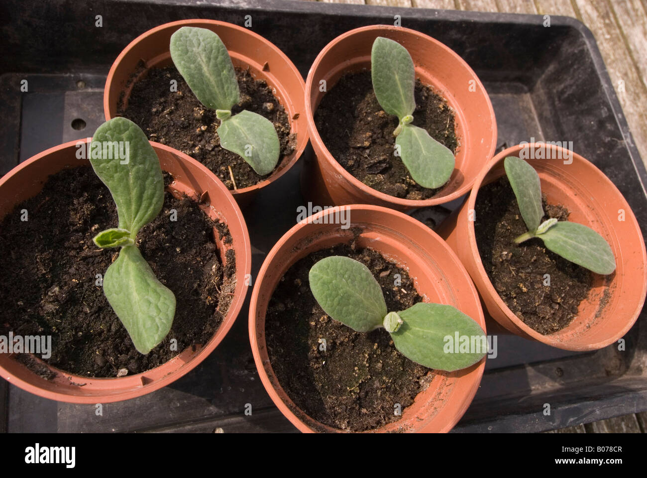 young butternut squash plants Stock Photo Alamy