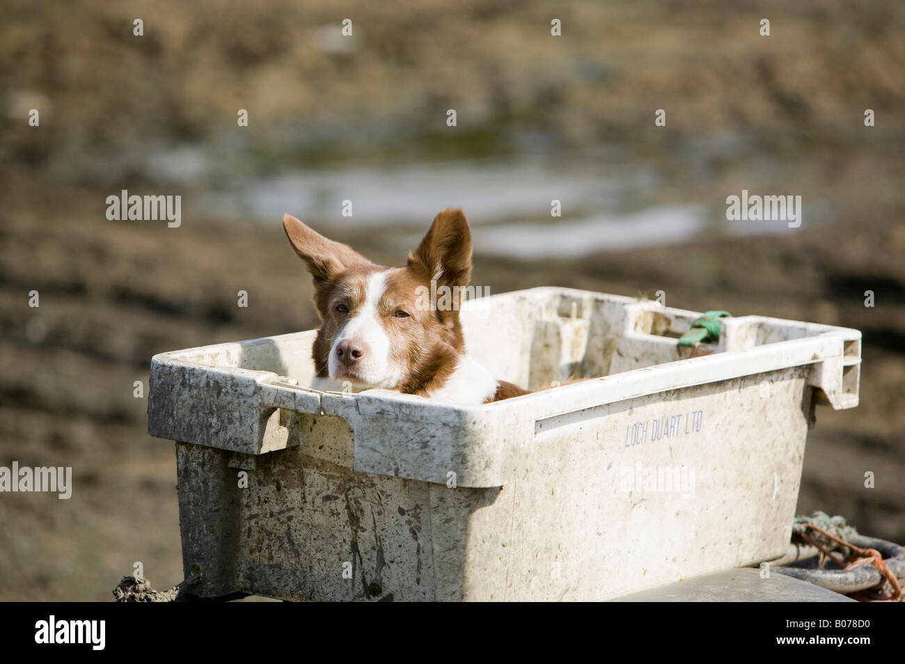A farm dog sat in a fishing crate on the back of a farmers quad bike on