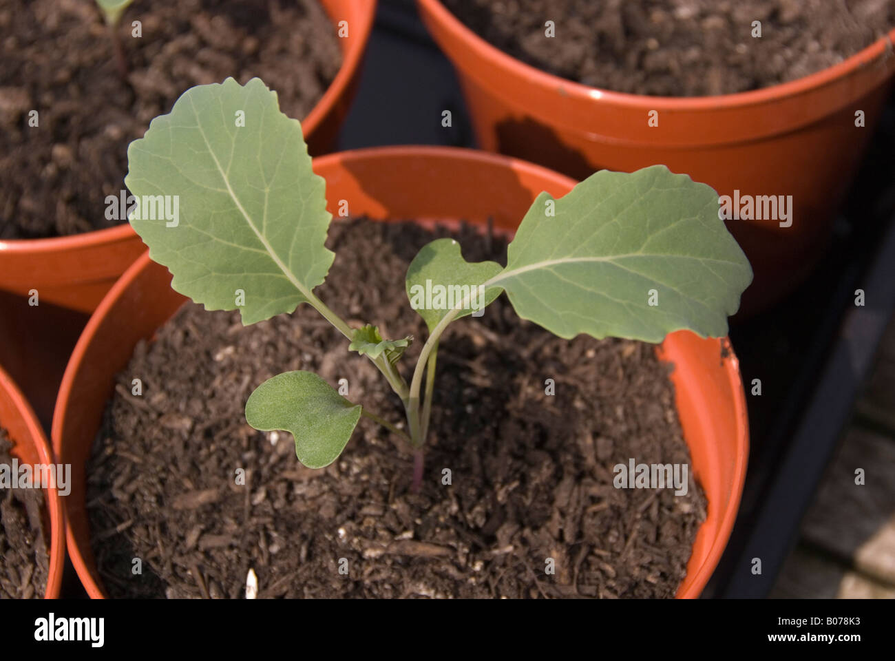 close up of a young purple sprouting broccoli plant Stock Photo Alamy