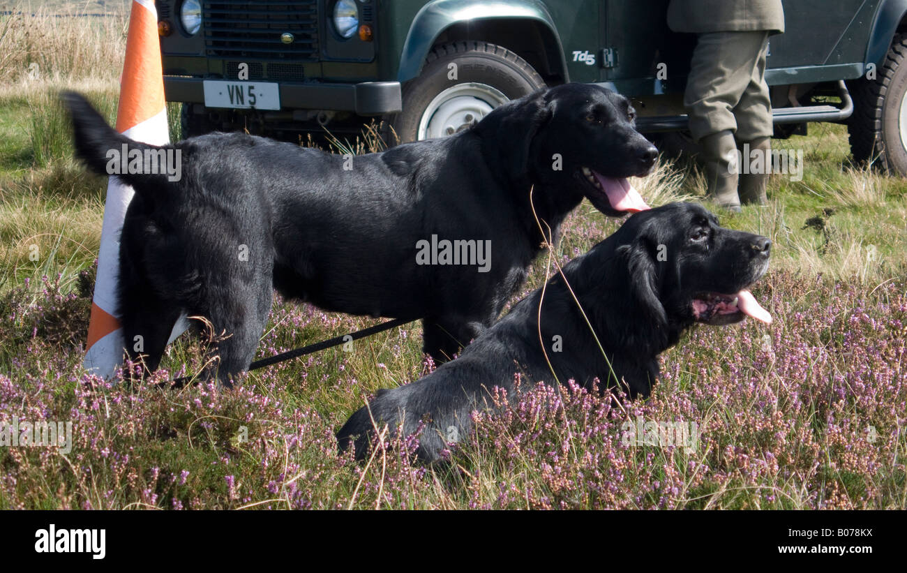 Labrador and Spaniel Gun Dogs Stock Photo - Alamy