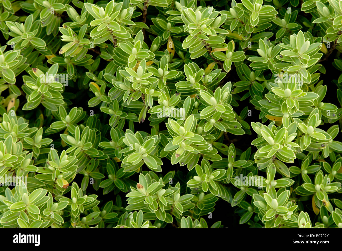 Hebe rakaiensis shrub close up Stock Photo