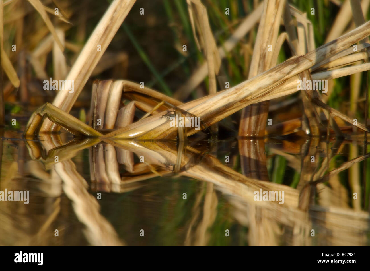 Soft focus image of broken reed stems and their reflection in late