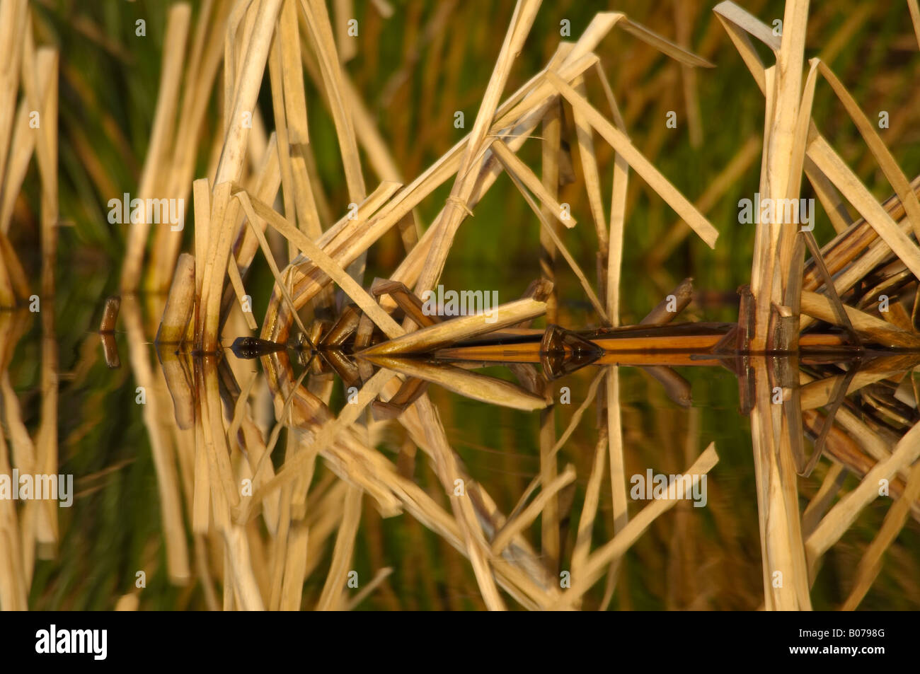 Broken Reeds