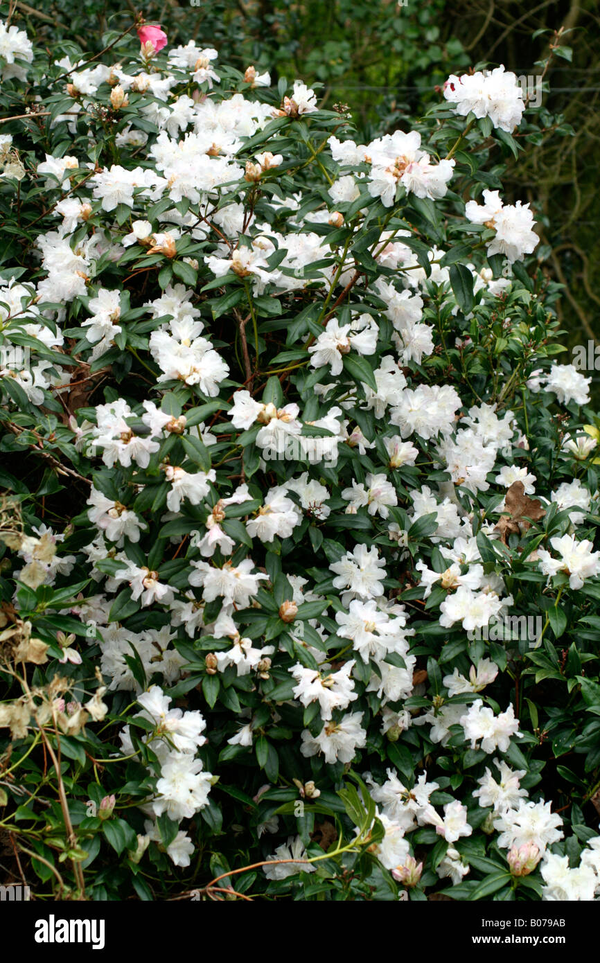 RHODODENDRON DORA AMATEIS AGM Stock Photo - Alamy
