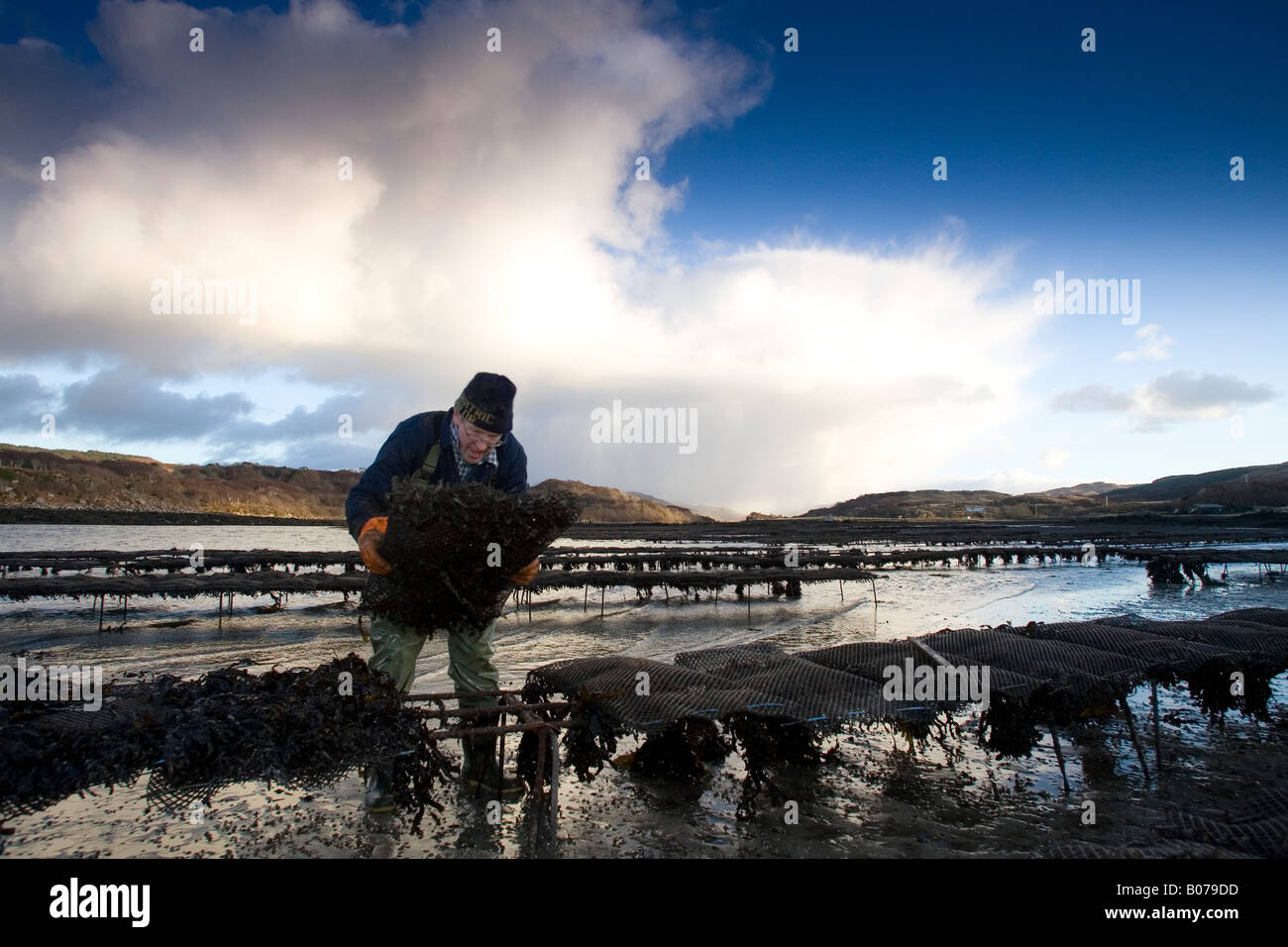 Oyster farmer working on beach, Isle of Mull, Scotland Stock Photo