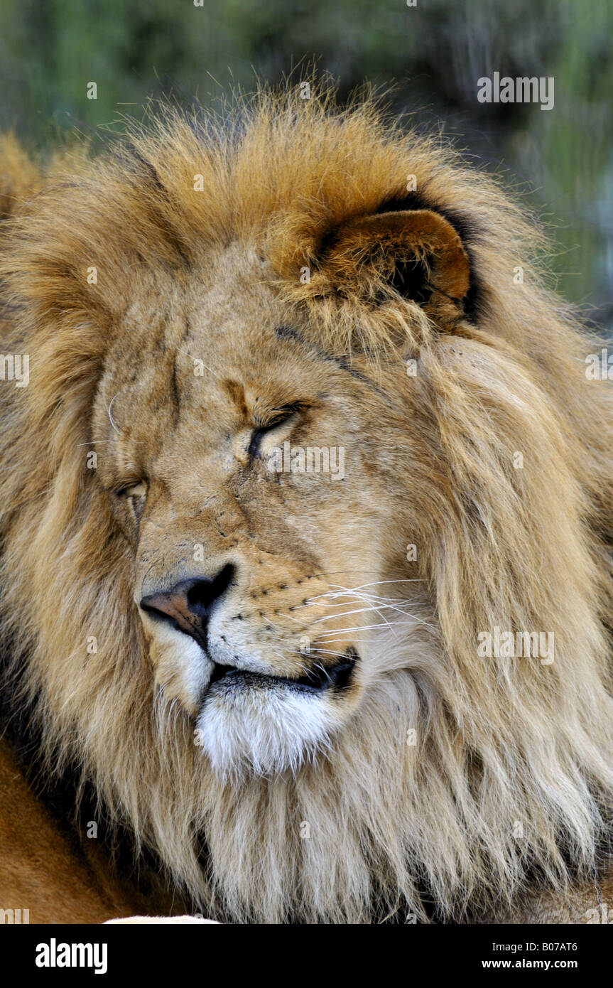 Lion (Panthera leo) Big Cat,Wildlife, Stock Photo