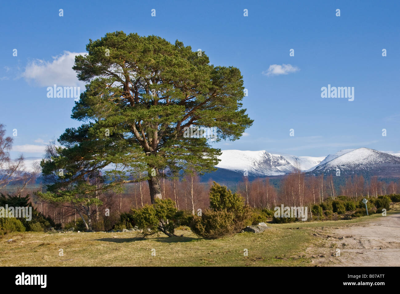 Scots pine tree at Tulloch Grue in Rothiemurchus near Aviemore in the Cairngorms National Park Scotland Stock Photo