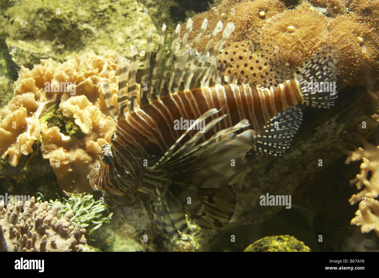 Lionfish swimming on corals Stock Photo