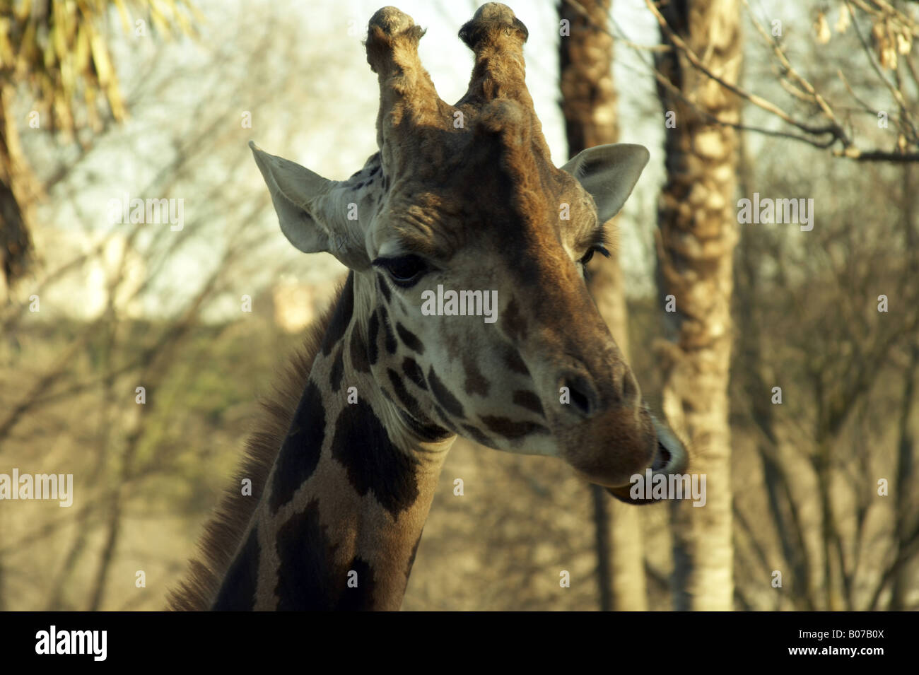 Giraffe head shot while ruminating at Madrid zoo, Spain Stock Photo