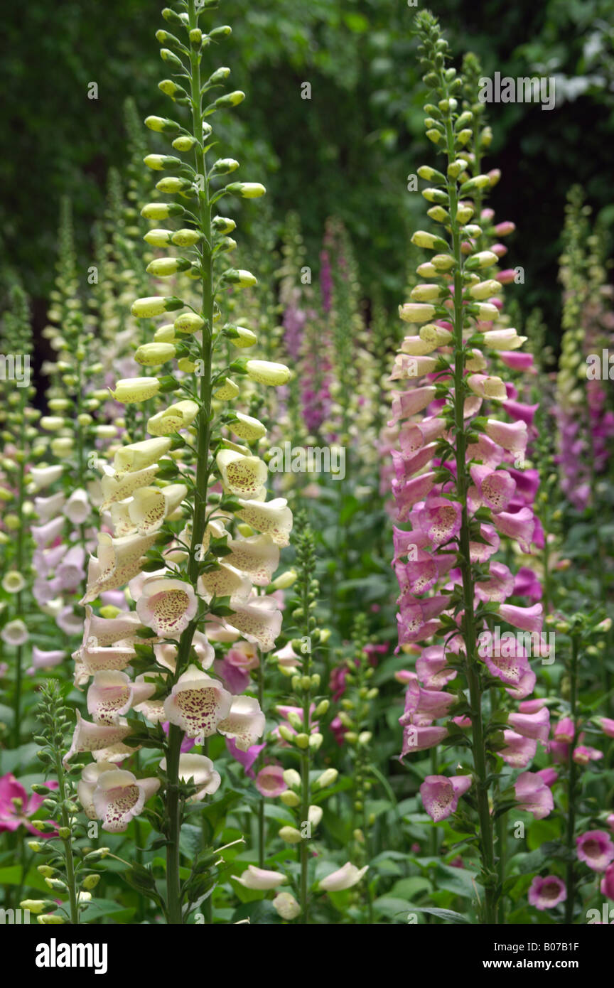 Digitalis hires stock photography and images Alamy