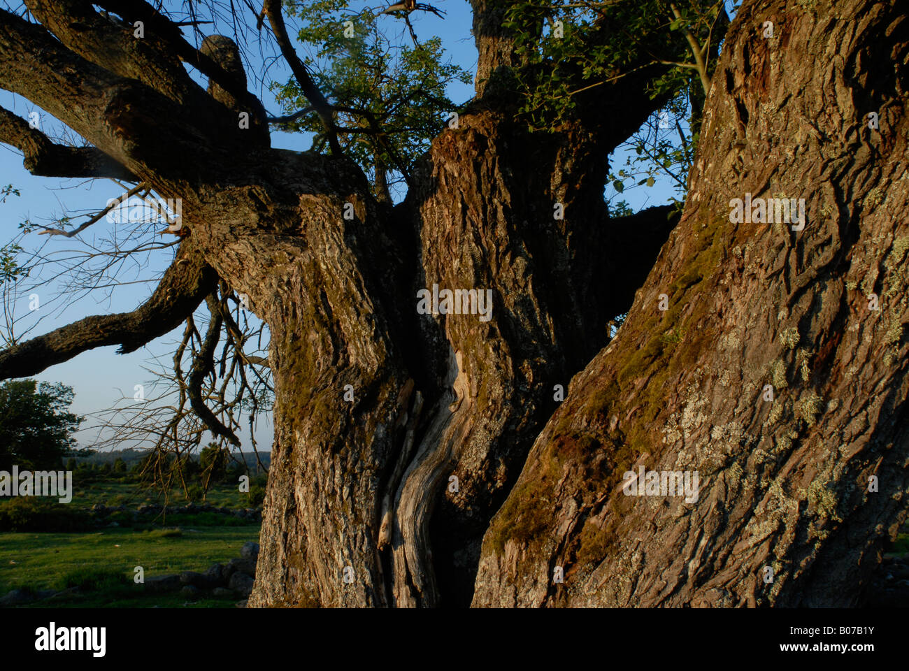 Oak tree, Sweden Stock Photo