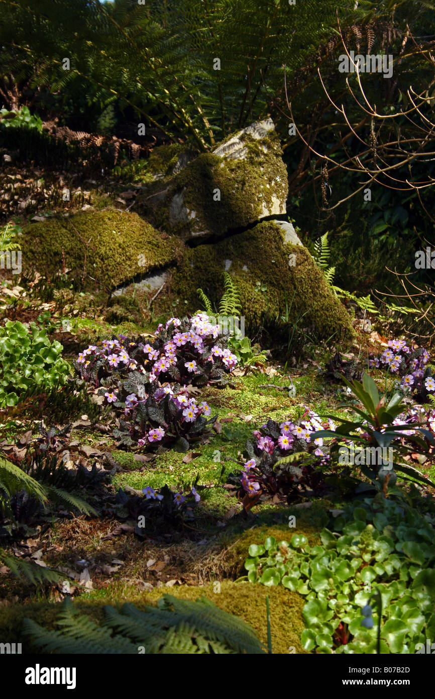 PRIMULAS AND FERNS GROWING ON A SHADY ROCKERY Stock Photo - Alamy