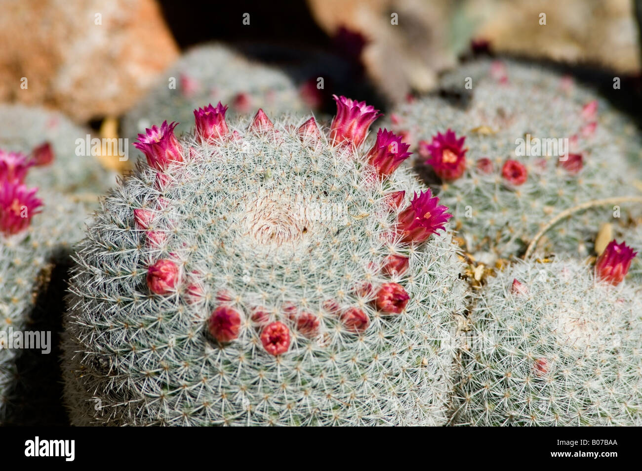 Mammillaria klissingiana hires stock photography and images Alamy
