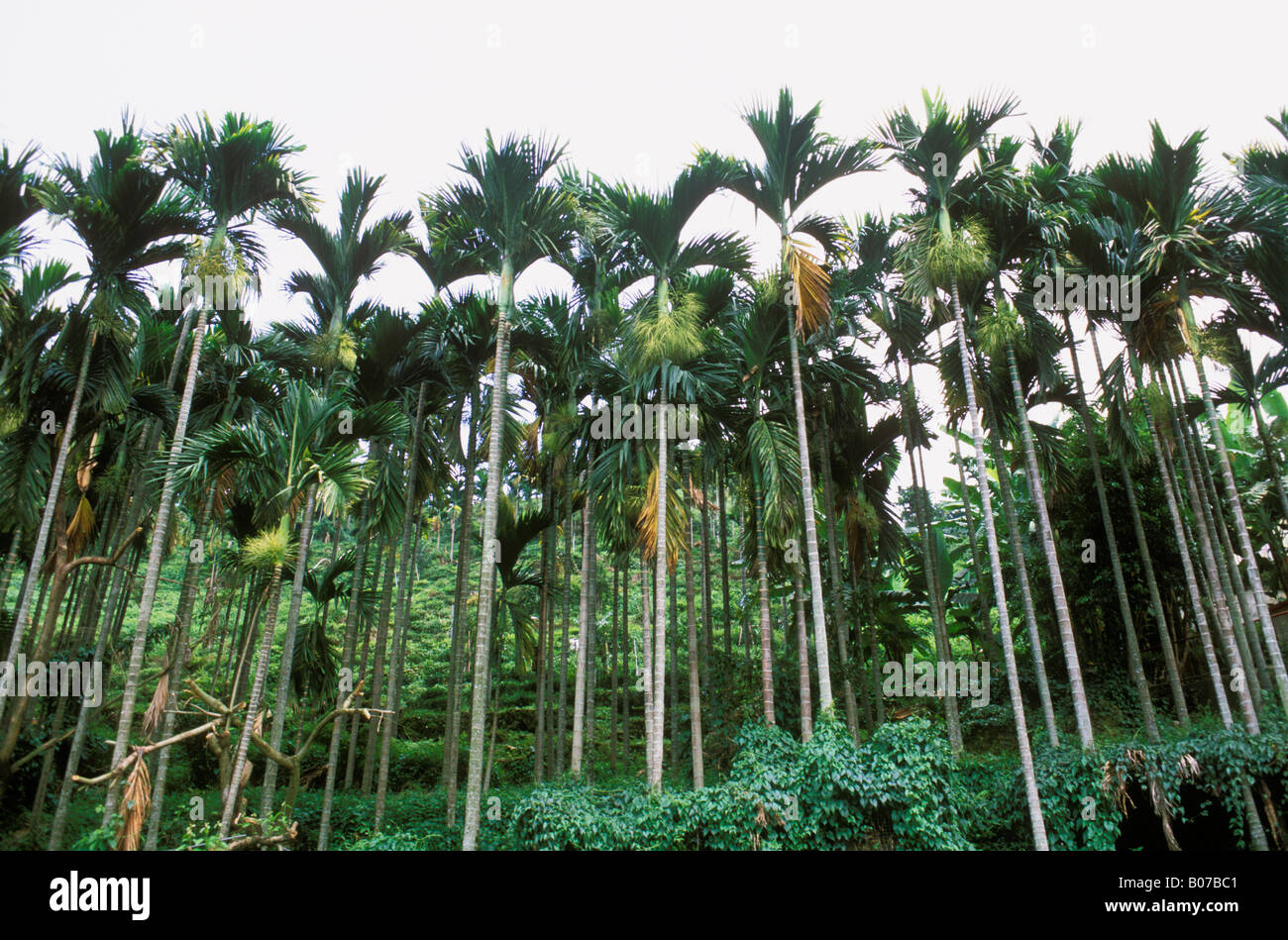 Tropical Betel Nut Palm Trees Areca catechu palmacea Taiwan Stock Photo -  Alamy