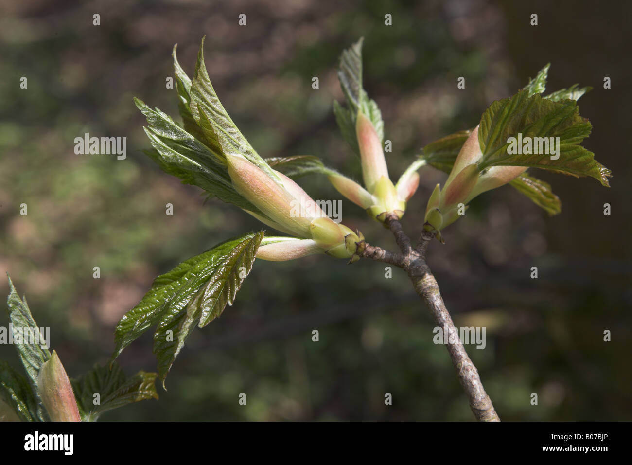 Branch Sycamore tree with buds opening with new leaves Stock Photo