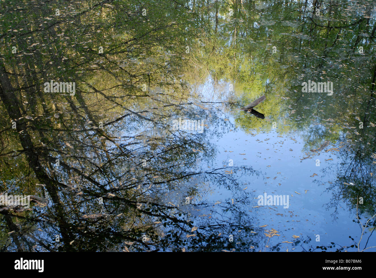 reflections on a forest lake, Sweden Stock Photo